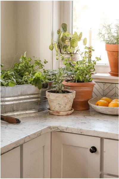 small herb garden on kitchen counter corner