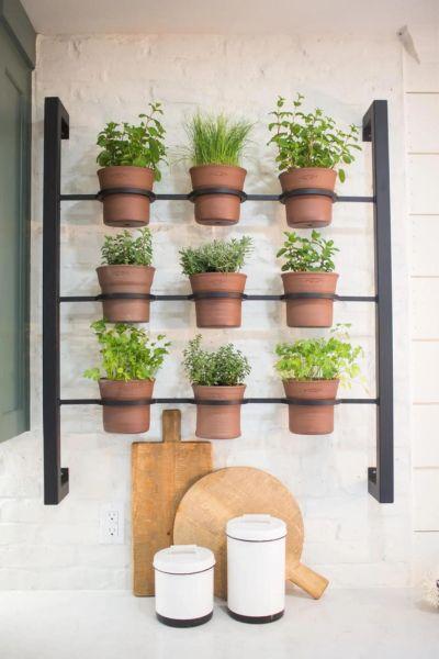 Hanging Plants